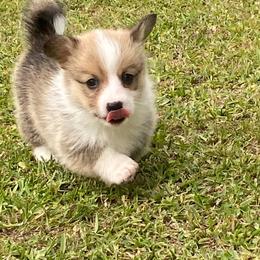 Female 3 - Sable female Pembroke Welsh Corgi puppy in Hueytown, Alabama from AAA Corgis