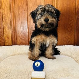 Mrs Piggy - Black and gold female Yorkshire Terrier puppy in Marion, Indiana from Brandon's Yorkshire Terriers