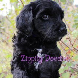 Andromeda - Black female Goldendoodle puppy in Golden, Colorado from Zippity Doodles