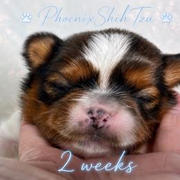 Sammy - Tricolor male Shih Tzu puppy in Hayden, Idaho from Phoenix Shih Tzu