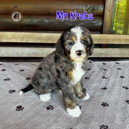 Mr. Krabs - Blue merle male Bernedoodle puppy in Banner Elk, North Carolina from Walnut Tree Bernedoodles