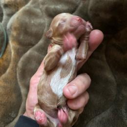 Girl 1 - Apricot female Poodle puppy in Lance Creek, Wyoming from CK Poodles LLC