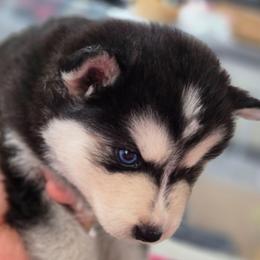 Lilly - Black and white female Pomsky puppy in Norfolk, Virginia from 'Brick'House Couture Pomskies