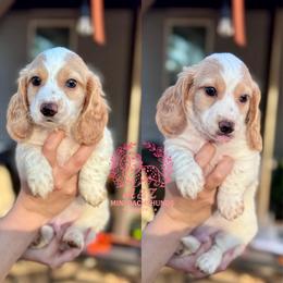 Swig - Piebald male Dachshund puppy in Hornbeck, Louisiana from A&Z Mini Dachshunds