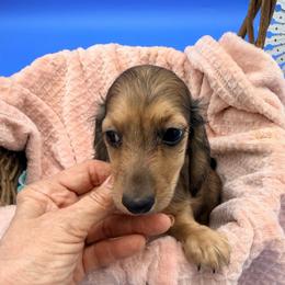 Rich - Cream male Dachshund puppy in Gavilan Hills, California from Bacchanal Kennel/Ranch