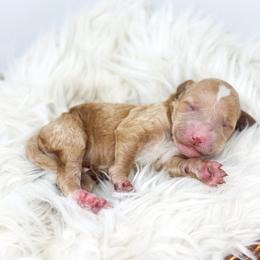 Female three - Red  female Goldendoodle puppy in Davison, Michigan from Dreaming Doodles