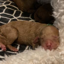 Labradoodle Puppies from Ruby Doo’s Doodles