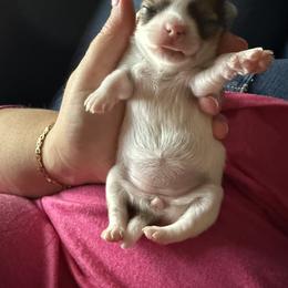 Chihuahua Puppies from Princess Paws LLC