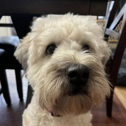 Moxie - Soft Coated Wheaten Terrier