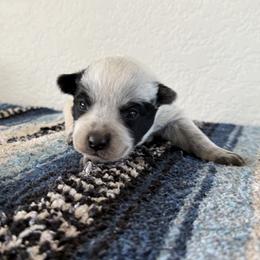 Maximus - Blue male Australian Cattle Dog puppy in Marana, Arizona from Cactus Heelers Arizona