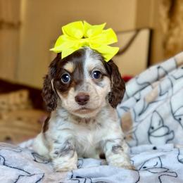 Jessie - Piebald female Dachshund puppy in Hornbeck, Louisiana from A&Z Mini Dachshunds