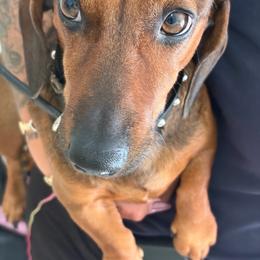 Mylo - Dachshund