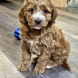 Waffles - Golden male Cockapoo puppy in Macomb, Missouri from Hunter's Puppies