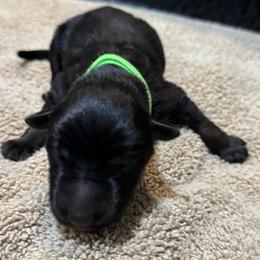 Skye - Black and tan female German Shepherd puppy in Barnhart, Missouri from Combat Creek German Shepherds