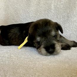 Daisy - AKC - Yellow - Salt and pepper female Miniature Schnauzer puppy in Wheeler, Wisconsin from Sue’s Miniature Schnauzers