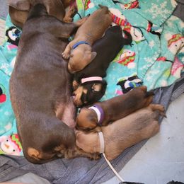 Dachshund Puppies from Evie's Mini Smooth Doxie Ranch