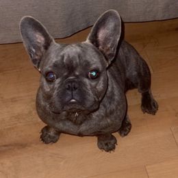 French Bulldogs from Xclusive Designer Frenchies
