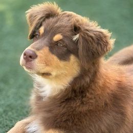 Willow - Red tri-color Australian Shepherd puppy in Ramona, California from Blue Moon Aussies