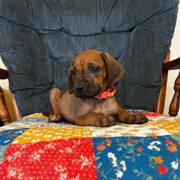 Girl 2 - Rd whtn blk nose female Rhodesian Ridgeback puppy in Ocala, Florida from DogWood Kennels