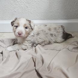 Merle Girl 1 - Red merle female Australian Shepherd puppy in Wauneta, Nebraska from 4H Aussies