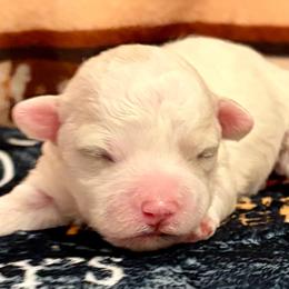 Red boy - White and buff male Bichon Frise puppy in Lavon, Texas from Sissy’s Heavenly Paws