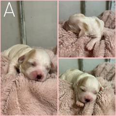 Girl 1 - Ruby female Cavachon puppy in Smoot, Wyoming from Designer Mountain Mutts