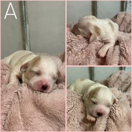 Girl 1 - Ruby female Cavachon puppy in Smoot, Wyoming from Designer Mountain Mutts