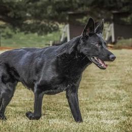 German Shepherds from Sieger Haus GSD