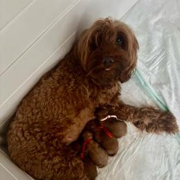 Goldendoodle puppies from Zink Doodles