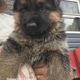 Daniel - Black and red male German Shepherd puppy in Reno, Ohio from Segen Von Gott German Shepherd’s