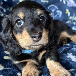 Dachshunds from Byrum’s Kaleidodachs