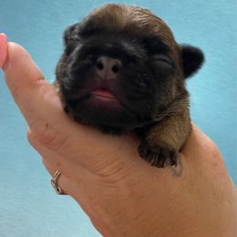 Blue Boy - Fawn and white male French Bulldog puppy in Spanaway, Washington from Beloved Frenchies