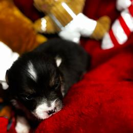 Tiny Tim - Black and tan male Pembroke Welsh Corgi puppy in Nortonville, Kansas from Low Riders Corgis & Mini Aussies