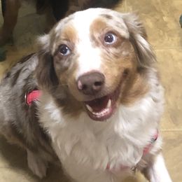 Harper - Miniature Australian Shepherd