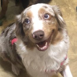 Harper - Miniature Australian Shepherd