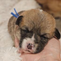 Boy 3 Bowen - Red male Pembroke Welsh Corgi puppy in Corvallis, Montana from Montana Corgi Corral