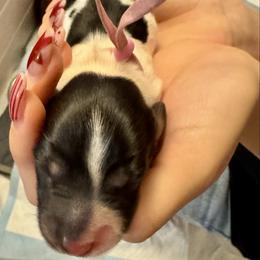 Pepper - Piebald female Dachshund puppy in San Antonio, Texas from Chocolate Pet Connection