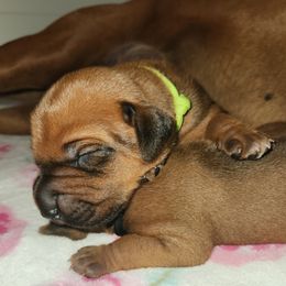 Rhodesian Ridgeback puppies from Malibak Rhodesians