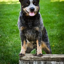 Wagyu - Australian Cattle Dog