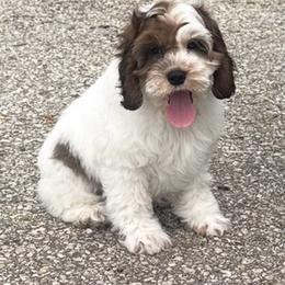 Shaggy - Sable male Cockapoo puppy in Holton, Indiana from MoonShine Babies
