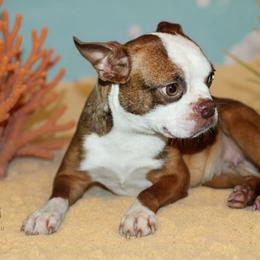 Honest - Boston Terrier