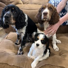 English Springer Spaniel Puppies from Heart of Dixie Springers