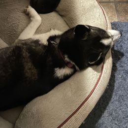 Pomsky Puppies from Stacy’s Playful Pomsky