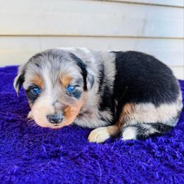 Luna - Blue merle female Australian Shepherd puppy in Charlotte, North Carolina from Awesome Aussies