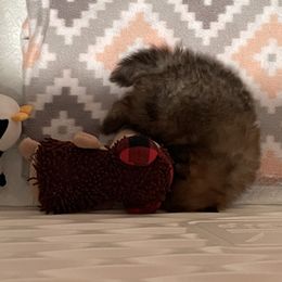 Beagle and Pomeranian All Grown Up from Celtic Rose Kennels