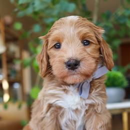 Sunny - Apricot male Goldendoodle puppy in Salado, Texas from Red Ranch Dogs