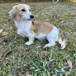 Puff - Dachshund