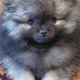Pomeranians from Dingman’s Lone Wolf Poms