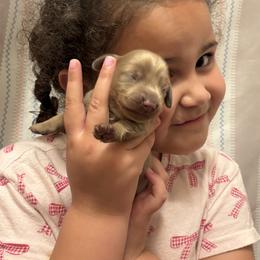 Fisher - Fawn (isabella) and tan male Dachshund puppy in Lufkin, Texas from L & A Dachshunds