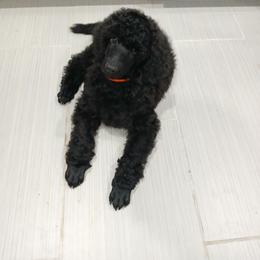 Orange - Black female Poodle puppy in Big Rapids, Michigan from Meeker's Ridge Standard Poodles